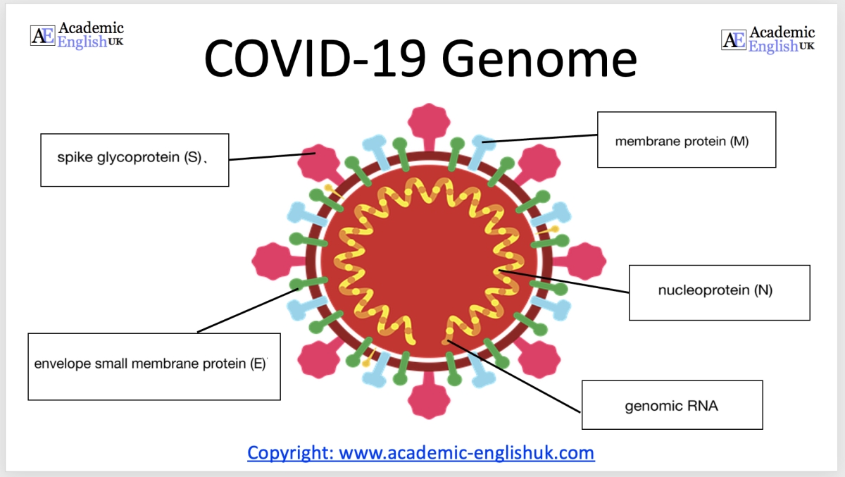 COVID-19 Genome key features